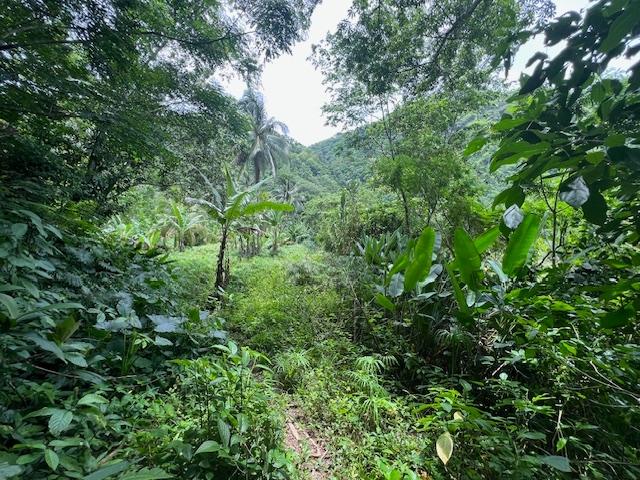Eleventh image of Broadgate in Broadgate, St. Mary, Jamaica - property is For Sale