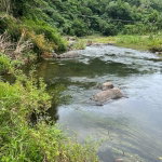 First image of Broadgate in Broadgate, St. Mary, Jamaica - property is For Sale
