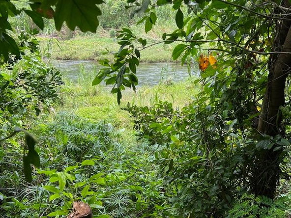Fourth image of Broadgate in Broadgate, St. Mary, Jamaica - property is For Sale