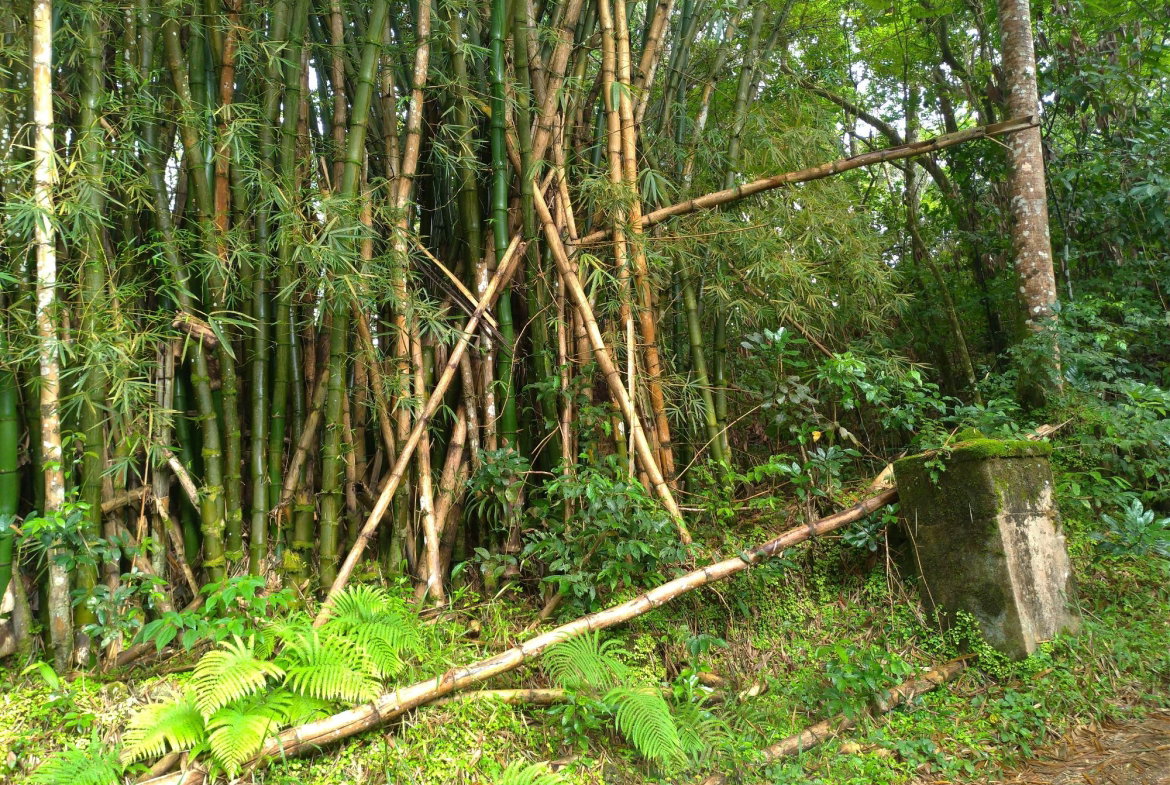 Third image of 2 Mammee Ridge, Lime Hall p in Brittonville, St. Ann, Jamaica - property is For Sale