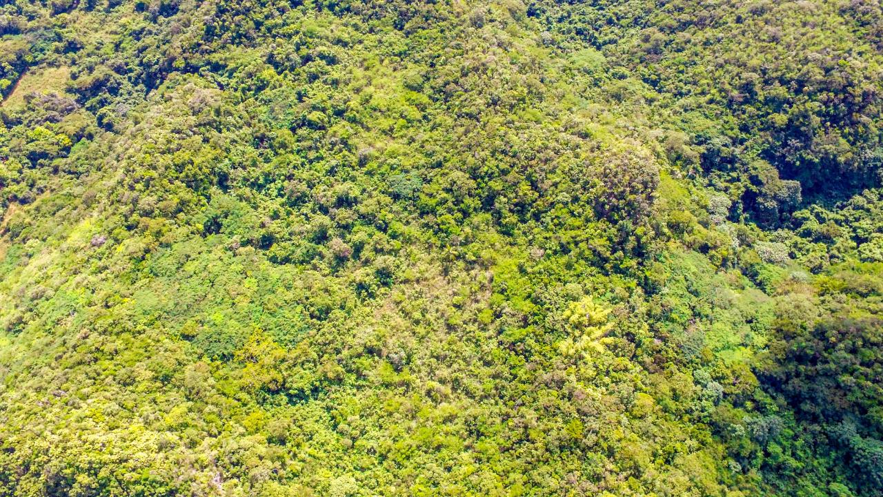 Seventh image of Ashley's Canoe Valley in Chapleton, Clarendon, Jamaica - property is For Sale