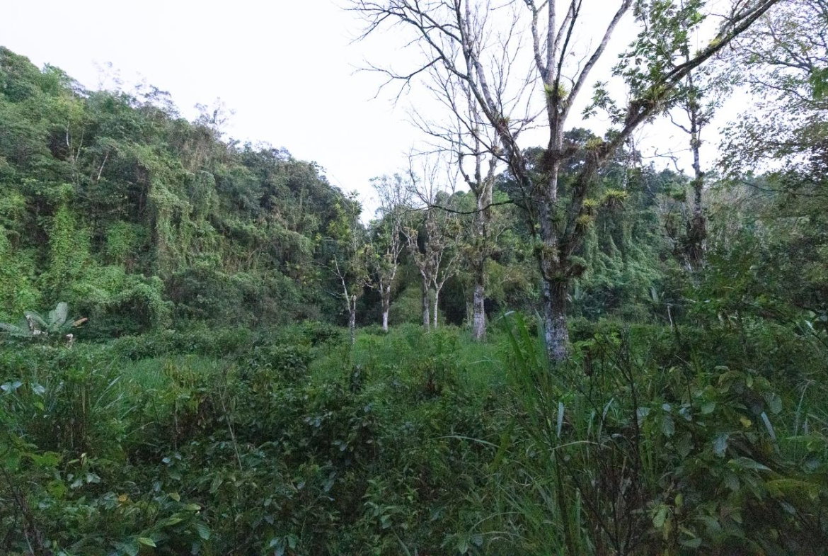 Fifteenth image of 41 Greenock in Cave Valey, St. Ann, Jamaica - property is For Sale