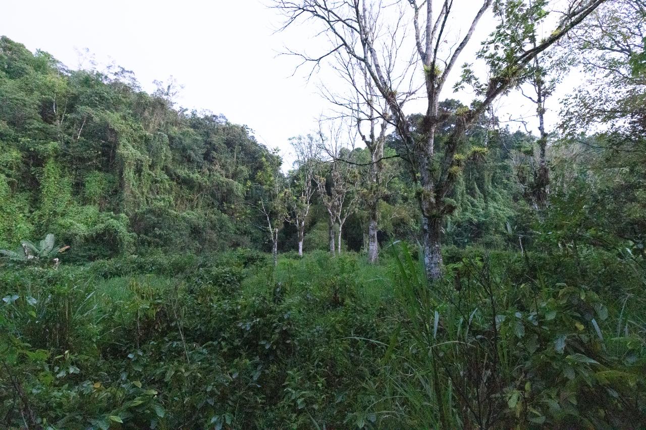 12-Acres-of-Fertile-Agricultural-Land-for-Sale-in-Greenock-Jamaica Fifteenth image of 41 Greenock in Cave Valey, St. Ann, Jamaica - property is For Sale