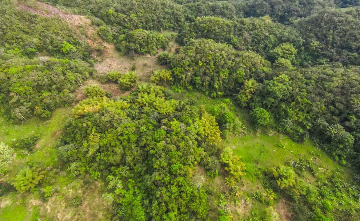 Twenty-Fourth image of 41 Greenock in Cave Valey, St. Ann, Jamaica - property is For Sale