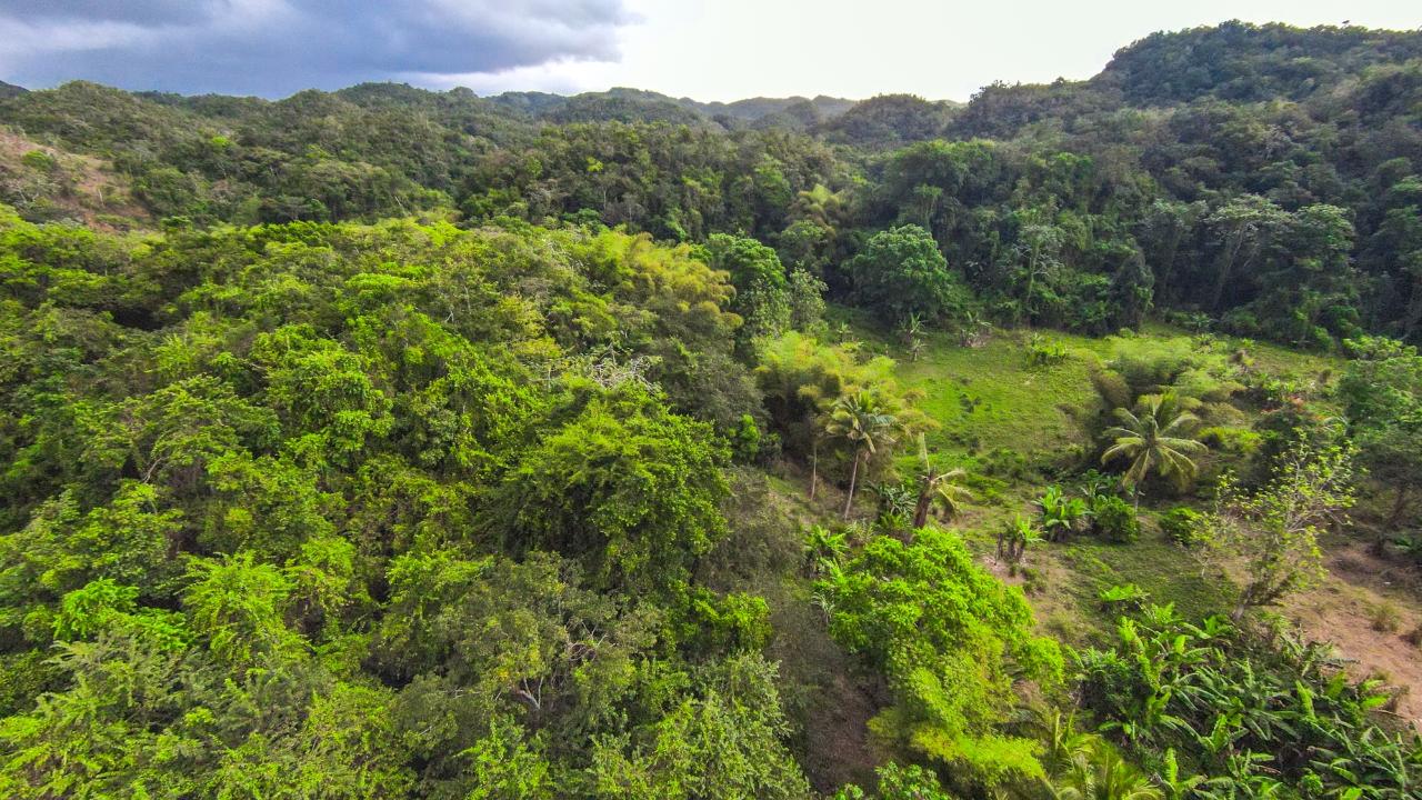 12-Acres-of-Fertile-Agricultural-Land-for-Sale-in-Greenock-Jamaica Twenty-Sixth image of 41 Greenock in Cave Valey, St. Ann, Jamaica - property is For Sale
