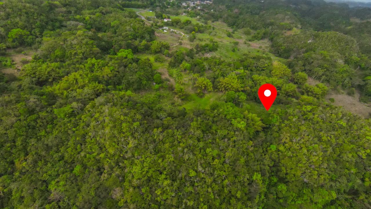 12-Acres-of-Fertile-Agricultural-Land-for-Sale-in-Greenock-Jamaica Fourth image of 41 Greenock in Cave Valey, St. Ann, Jamaica - property is For Sale
