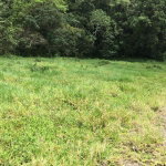 First image of Chippenham Park, Bamboo in Bamboo, St. Ann, Jamaica - property is For Sale