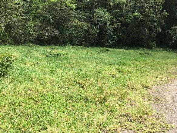 First image of Chippenham Park, Bamboo in Bamboo, St. Ann, Jamaica - property is For Sale