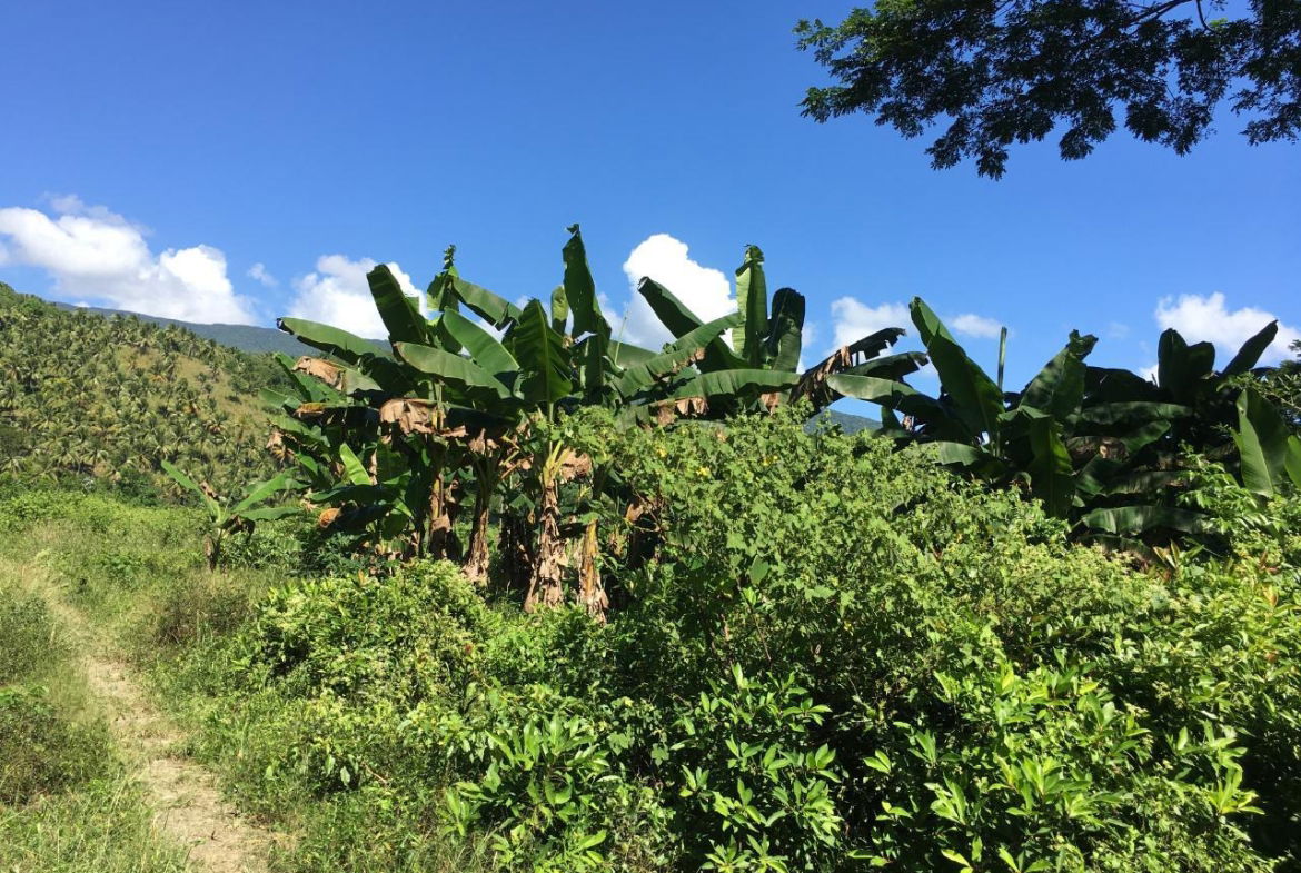 Eleventh image of Rhine, Bath in Bath, St. Thomas, Jamaica - property is For Sale