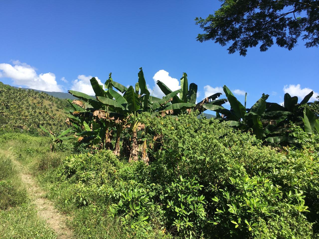 Eleventh image of Rhine, Bath in Bath, St. Thomas, Jamaica - property is For Sale