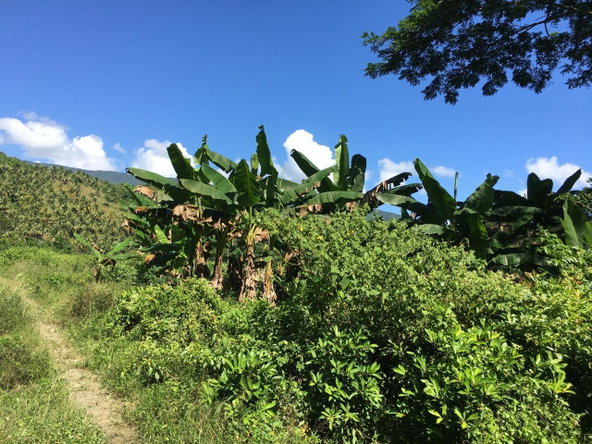 Eleventh image of Rhine, Bath in Bath, St. Thomas, Jamaica - property is For Sale