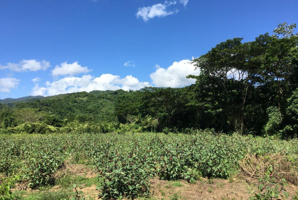 Thirteenth image of Rhine, Bath in Bath, St. Thomas, Jamaica - property is For Sale