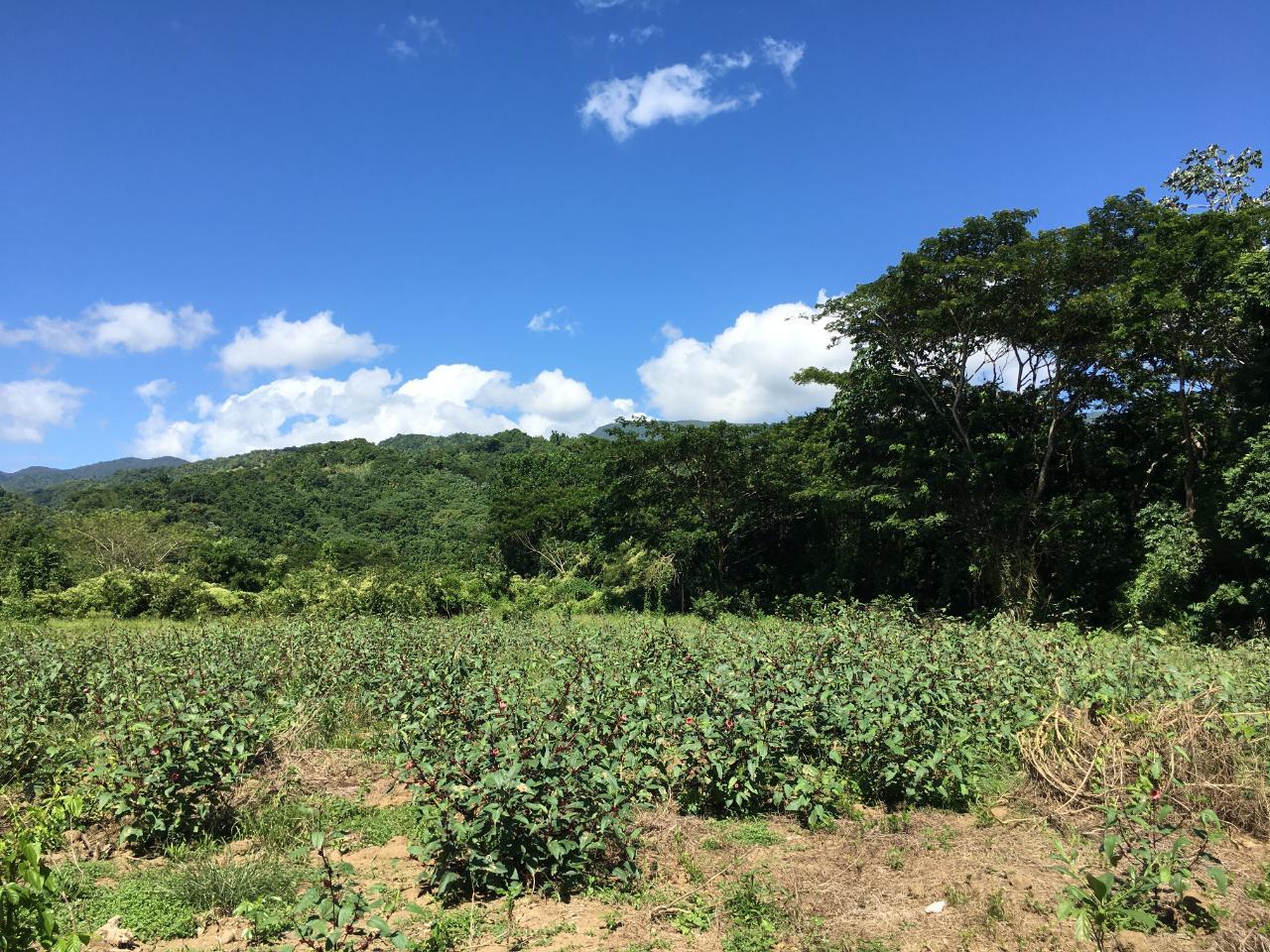 Thirteenth image of Rhine, Bath in Bath, St. Thomas, Jamaica - property is For Sale