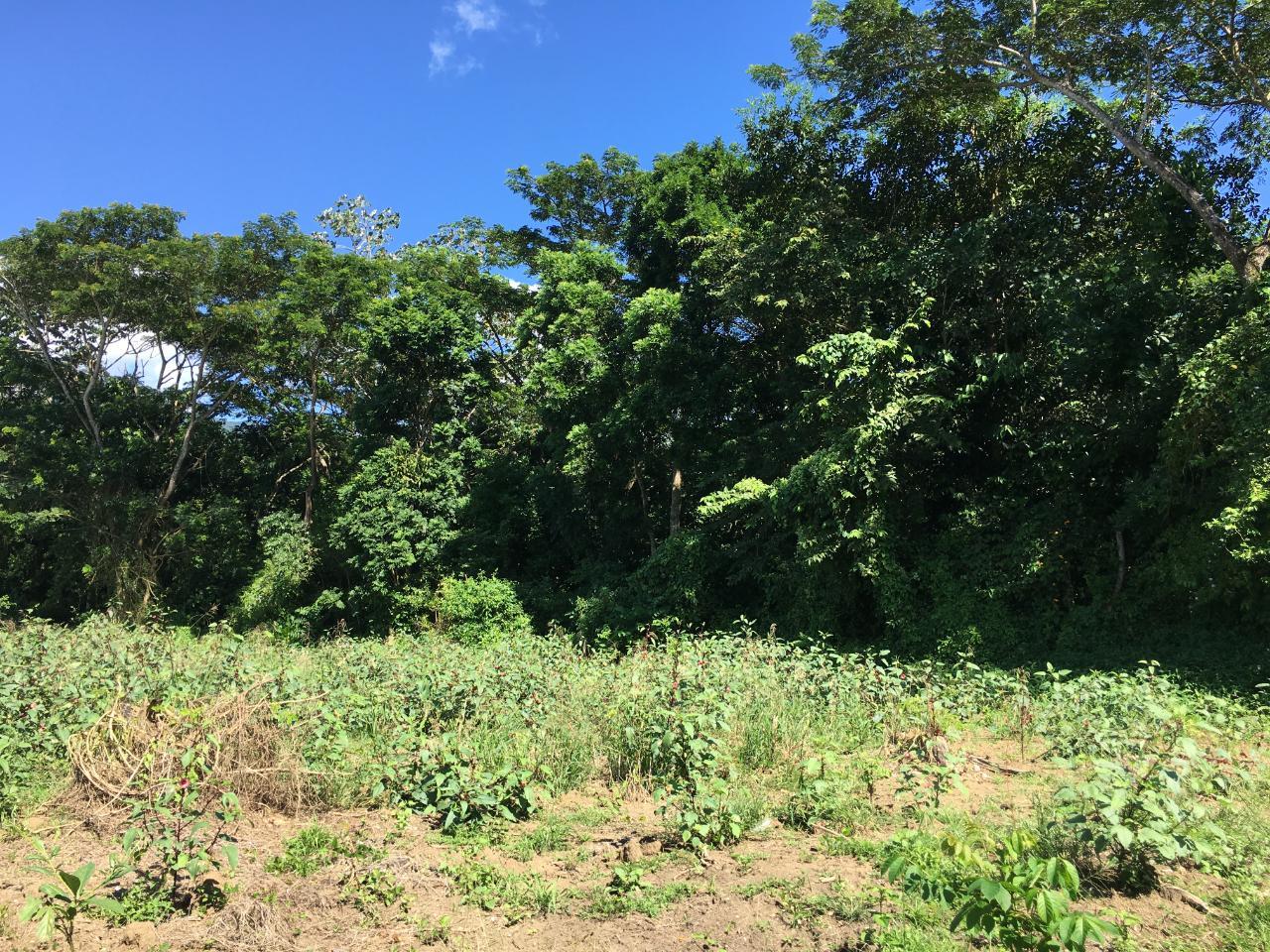 Fourteenth image of Rhine, Bath in Bath, St. Thomas, Jamaica - property is For Sale