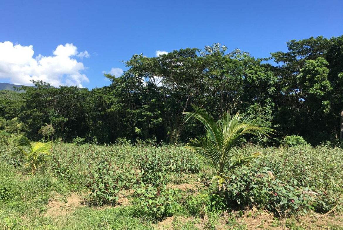 Fifteenth image of Rhine, Bath in Bath, St. Thomas, Jamaica - property is For Sale