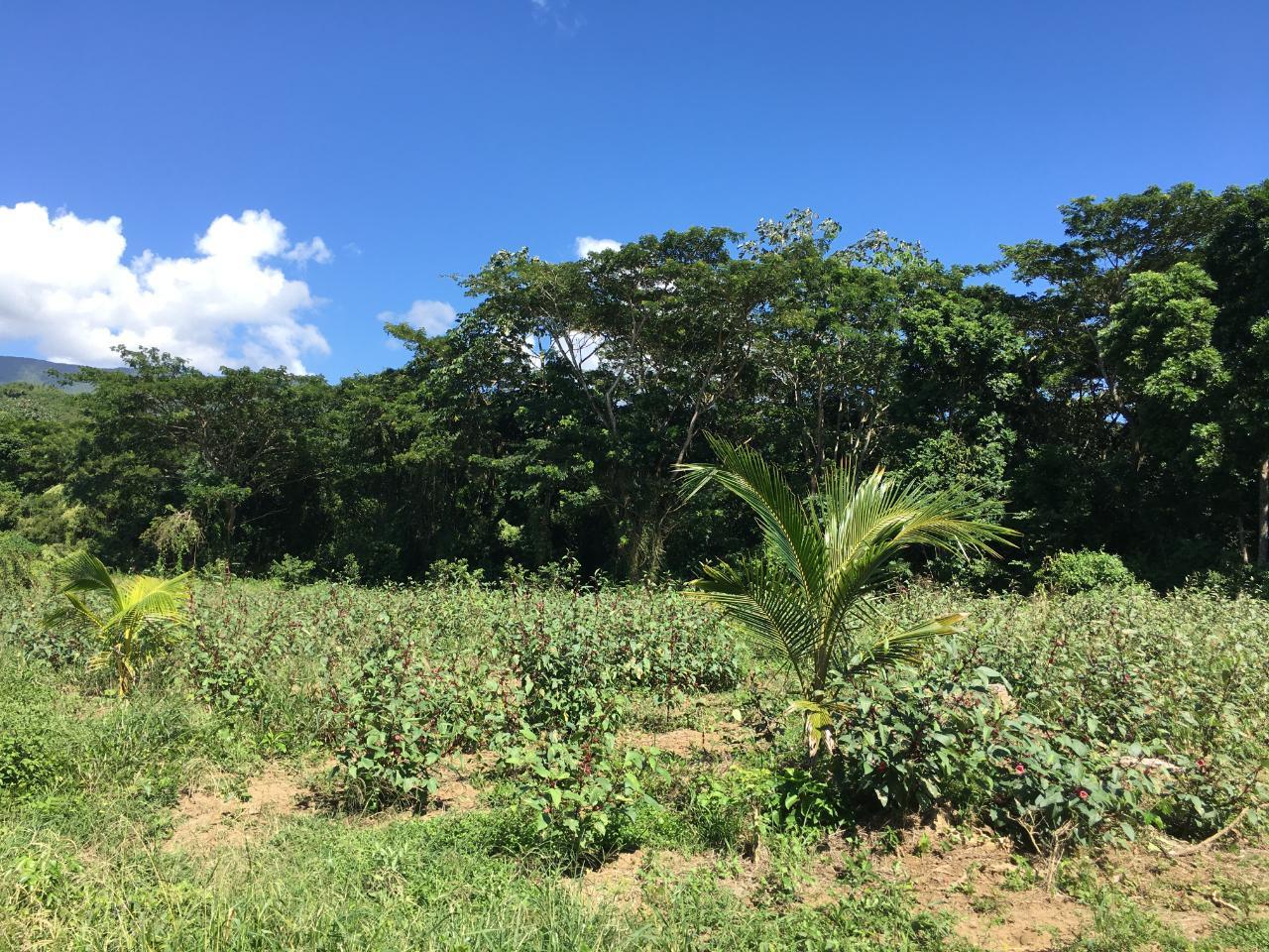 Fifteenth image of Rhine, Bath in Bath, St. Thomas, Jamaica - property is For Sale