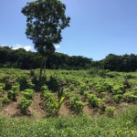 First image of Rhine, Bath in Bath, St. Thomas, Jamaica - property is For Sale