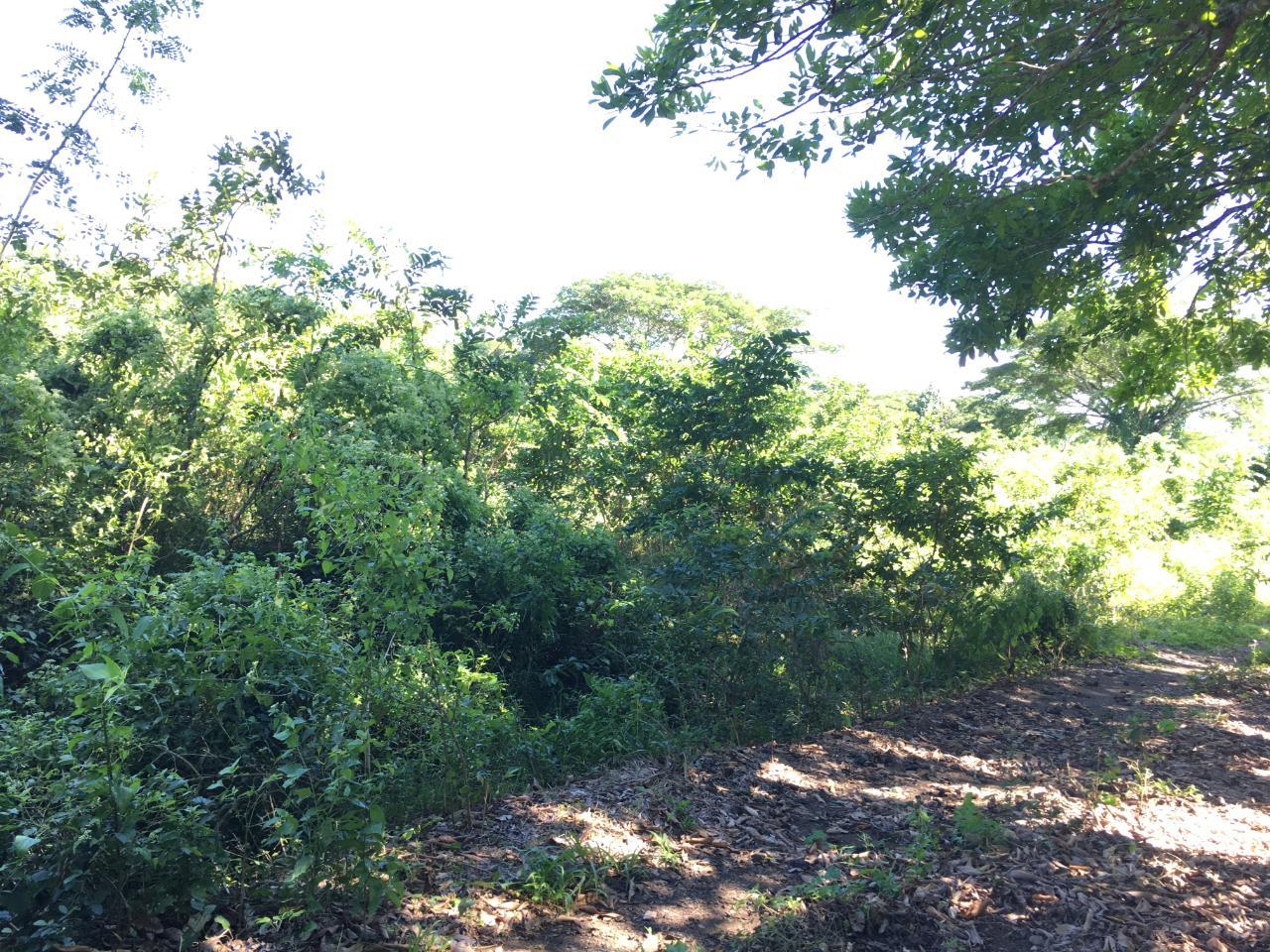 Thirtieth image of Rhine, Bath in Bath, St. Thomas, Jamaica - property is For Sale