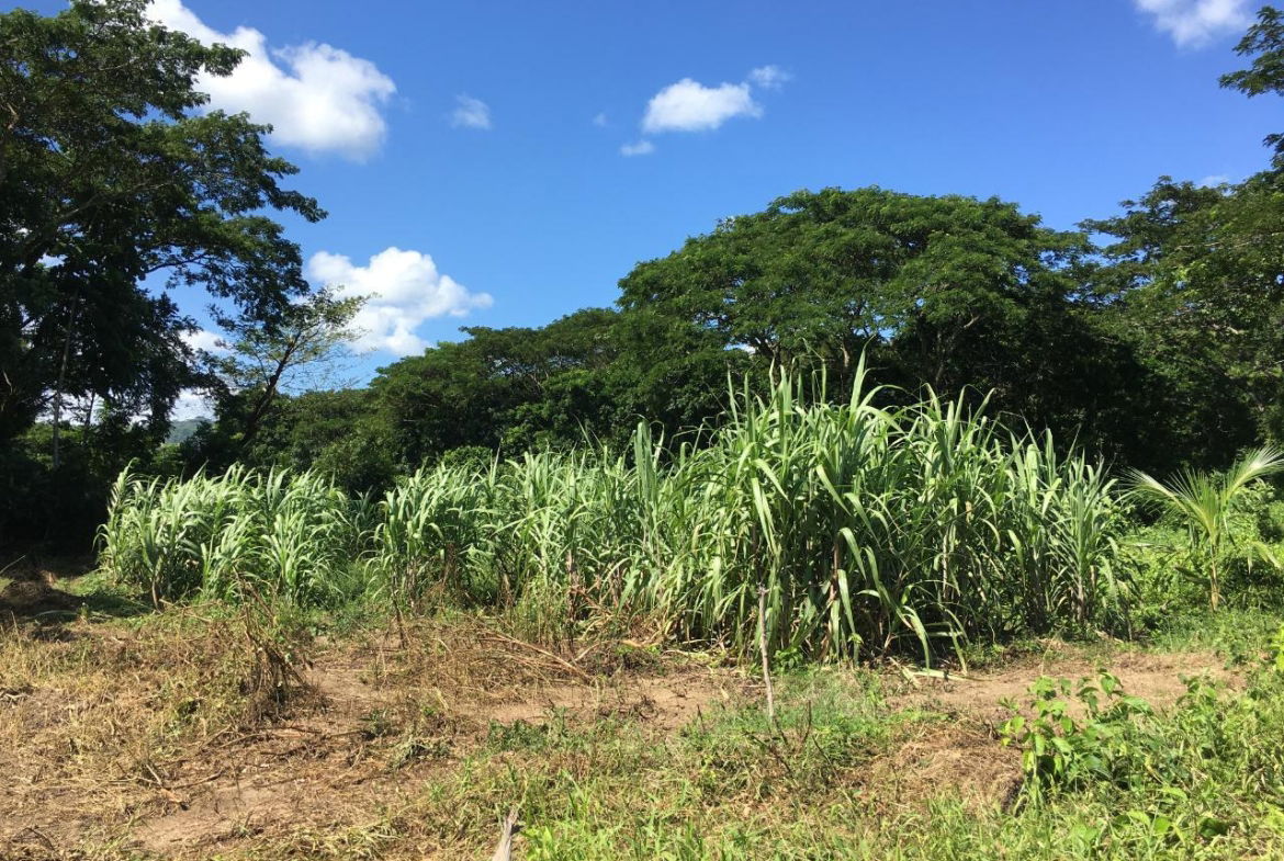 Ninth image of Rhine, Bath in Bath, St. Thomas, Jamaica - property is For Sale