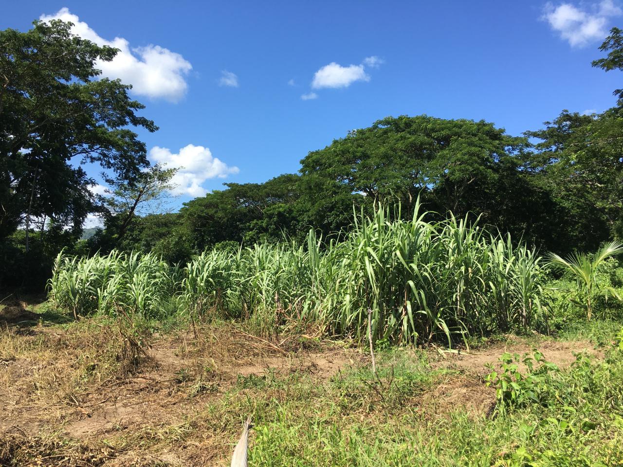 Ninth image of Rhine, Bath in Bath, St. Thomas, Jamaica - property is For Sale