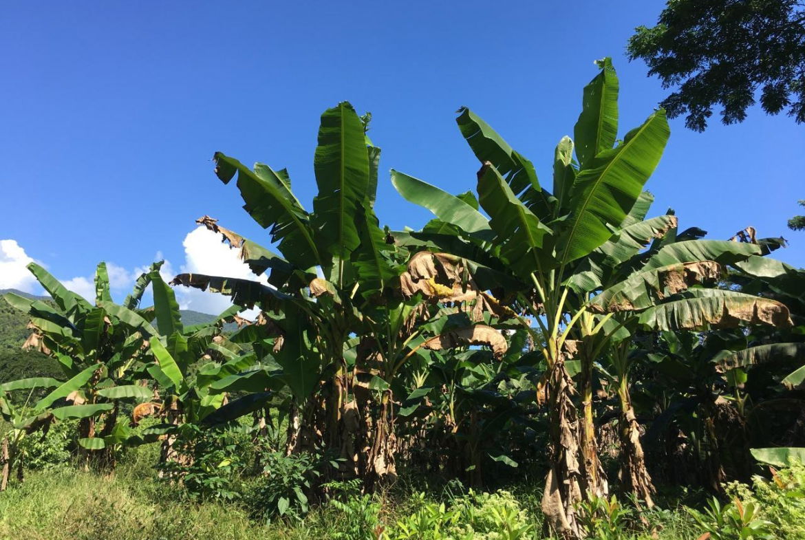 Tenth image of Rhine, Bath in Bath, St. Thomas, Jamaica - property is For Sale