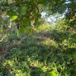 First image of Eden Street in Mandeville, Manchester, Jamaica - property is For Sale