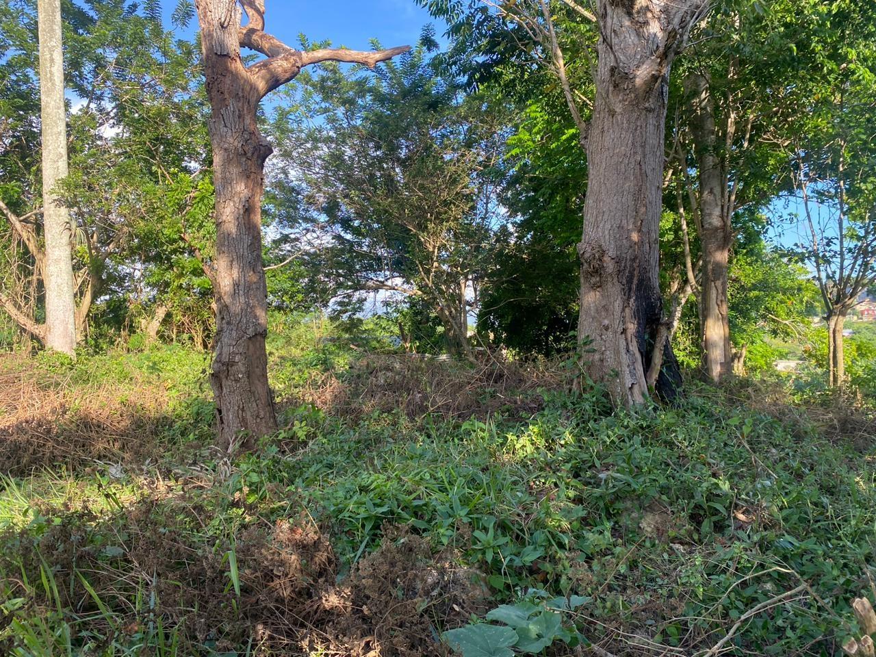 12000-sq-ft-Residential-Lot-for-Sale-in-Manchester-Jamaica Seventh image of Eden Street in Mandeville, Manchester, Jamaica - property is For Sale