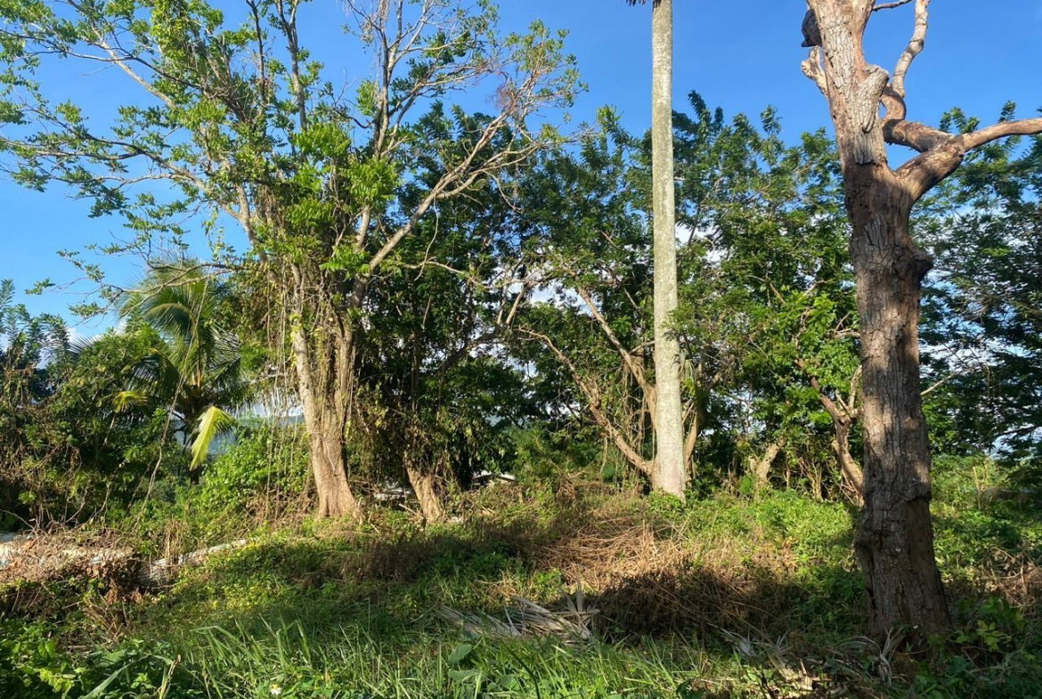 Eighth image of Eden Street in Mandeville, Manchester, Jamaica - property is For Sale