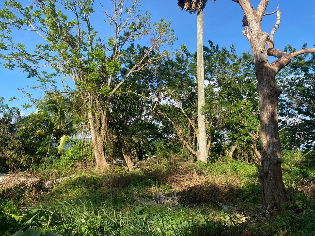 12000-sq-ft-Residential-Lot-for-Sale-in-Manchester-Jamaica Eighth image of Eden Street in Mandeville, Manchester, Jamaica - property is For Sale