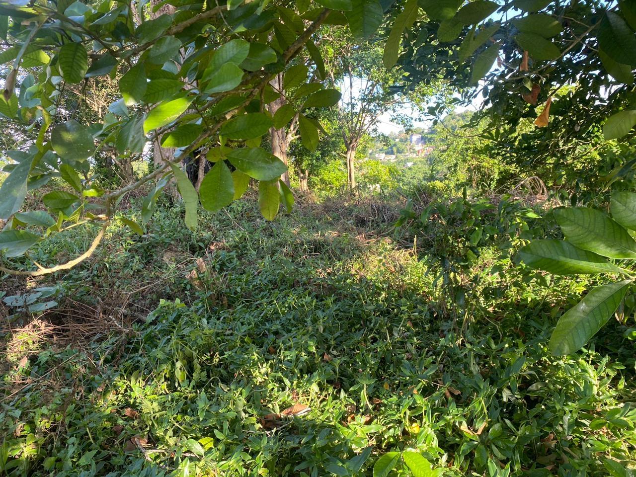 12000-sq-ft-Residential-Lot-for-Sale-in-Manchester-Jamaica First image of Eden Street in Mandeville, Manchester, Jamaica - property is For Sale