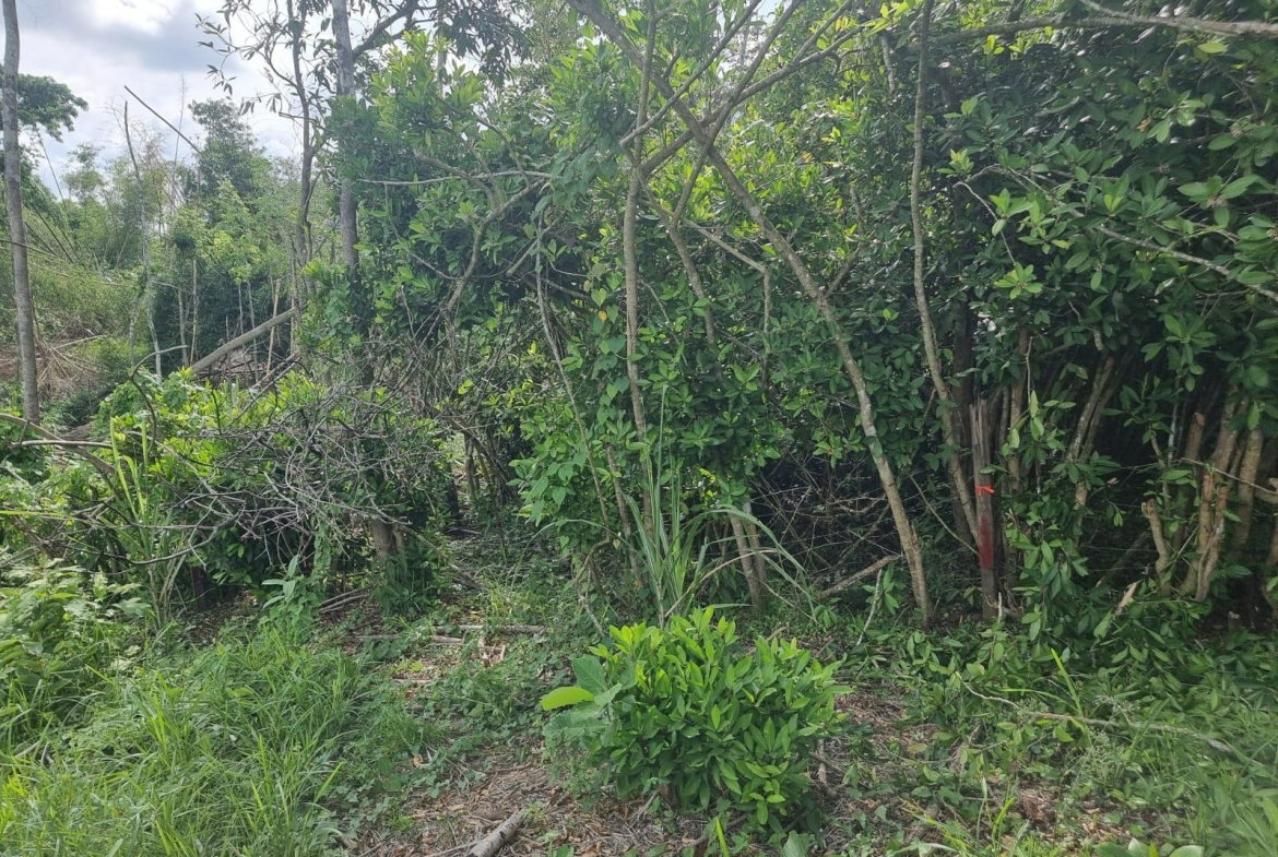 Second image of Lot 5 Crawle Estate in Kilancholly, St. Mary, Jamaica - property is For Sale