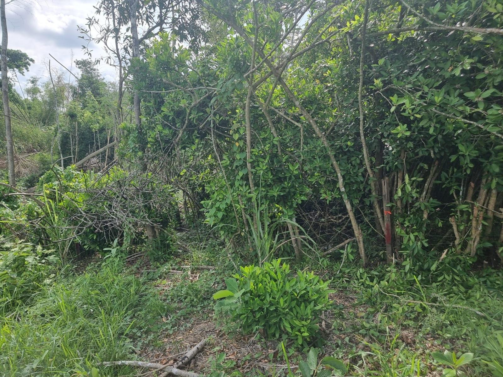 Second image of Lot 5 Crawle Estate in Kilancholly, St. Mary, Jamaica - property is For Sale