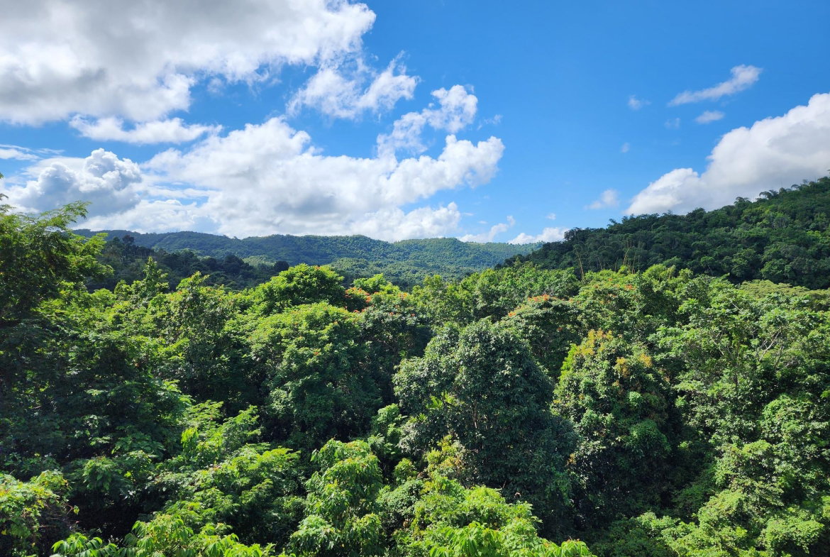 First image of Lot 5 Crawle Estate in Kilancholly, St. Mary, Jamaica - property is For Sale