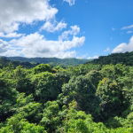 First image of Lot 5 Crawle Estate in Kilancholly, St. Mary, Jamaica - property is For Sale