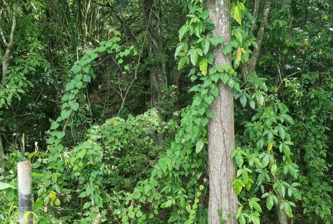 Third image of Lot 5 Crawle Estate in Kilancholly, St. Mary, Jamaica - property is For Sale