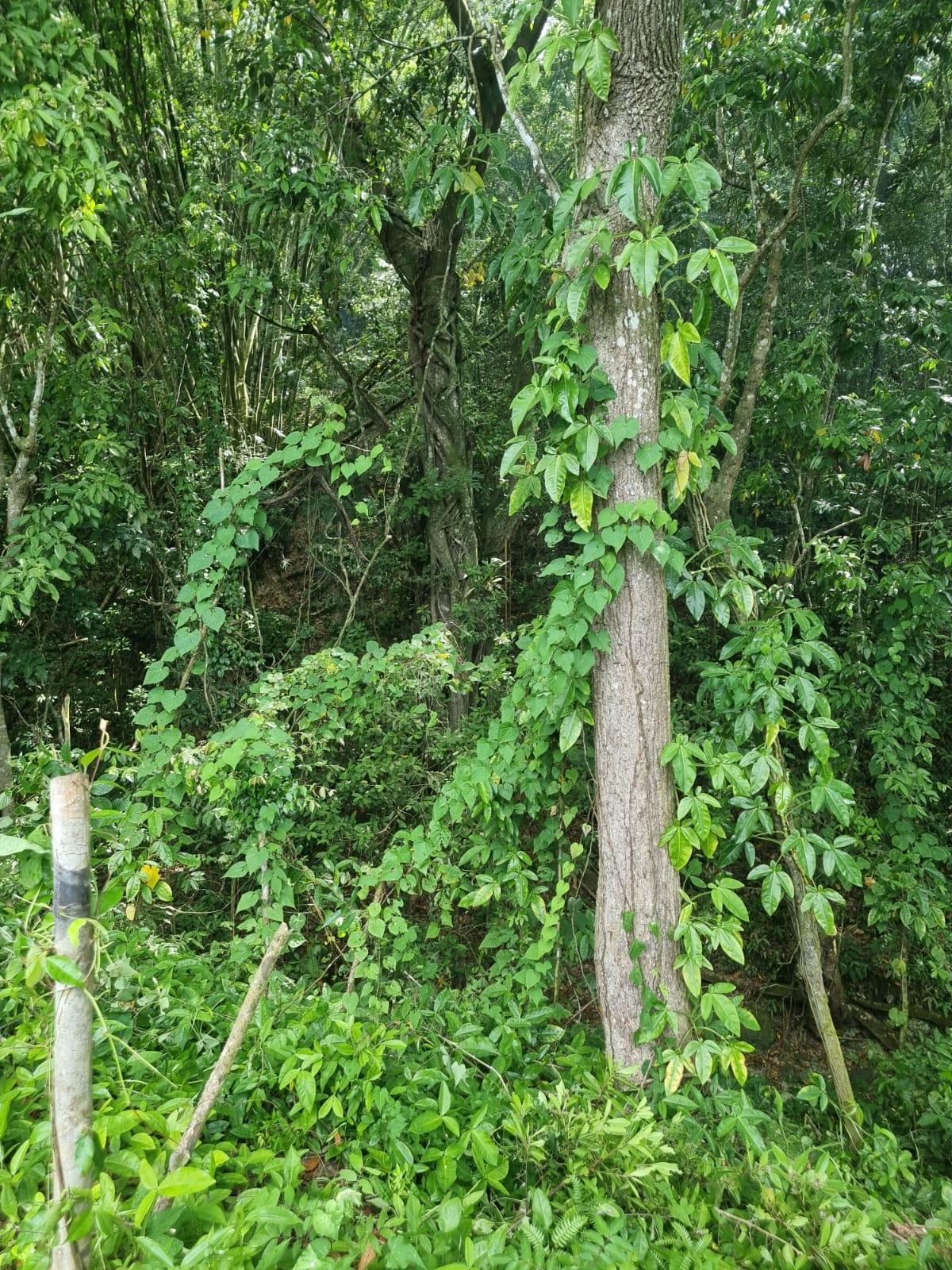 Third image of Lot 5 Crawle Estate in Kilancholly, St. Mary, Jamaica - property is For Sale