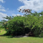 First image of Lot 5-1 And 2 Sevens Plantation in May Pen, Clarendon, Jamaica - property is For Sale