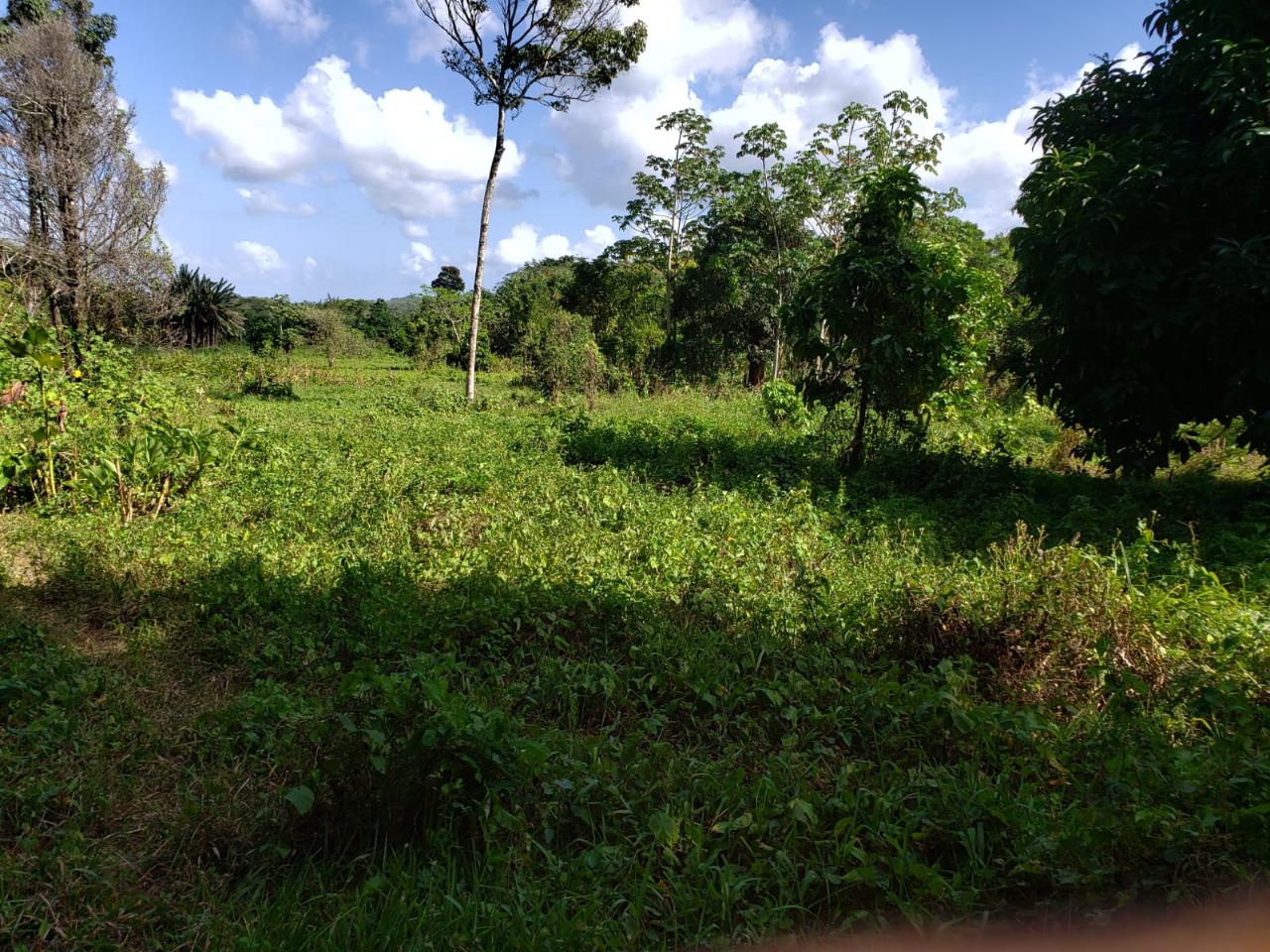 Second image of ab & c The Rhine, Bath in Bath, St. Thomas, Jamaica - property is For Sale