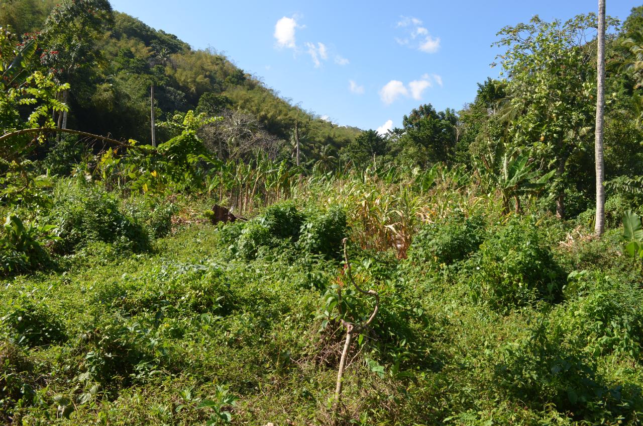 Eleventh image of ab & c The Rhine, Bath in Bath, St. Thomas, Jamaica - property is For Sale