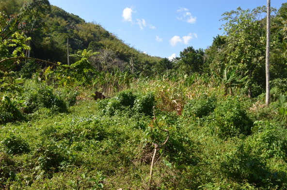 Eleventh image of ab & c The Rhine, Bath in Bath, St. Thomas, Jamaica - property is For Sale