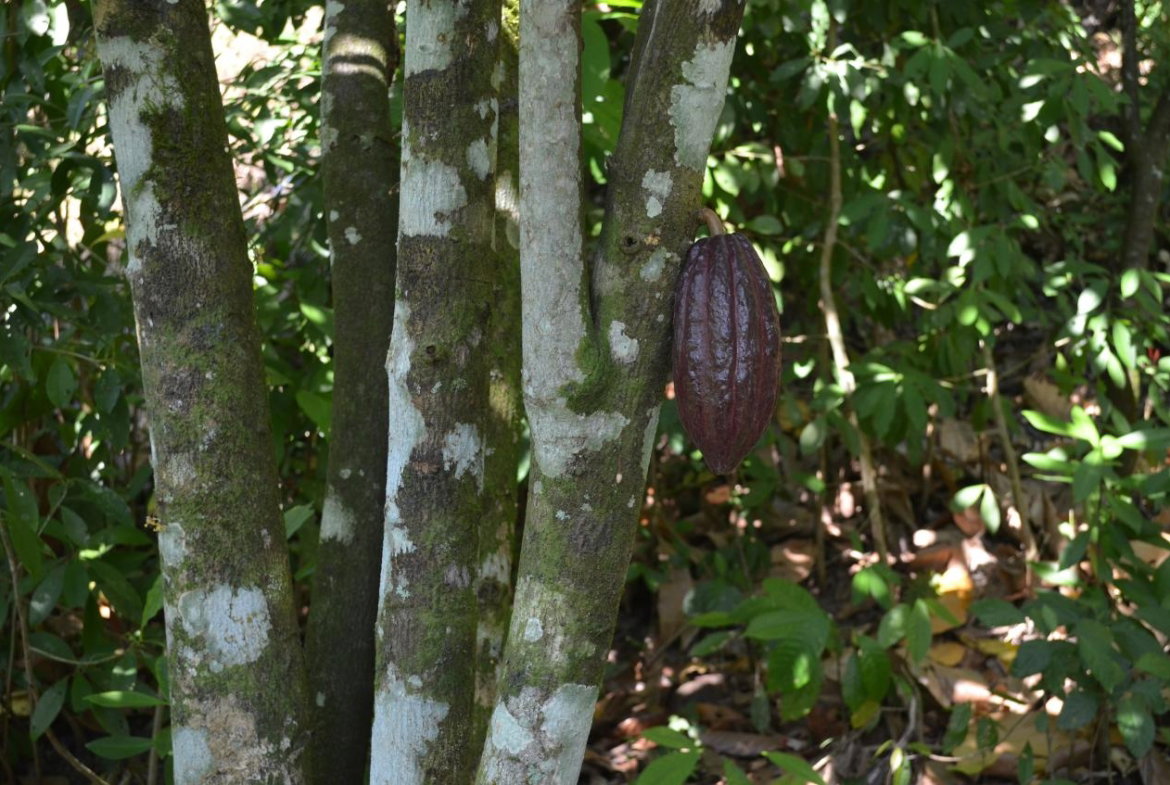 Thirteenth image of ab & c The Rhine, Bath in Bath, St. Thomas, Jamaica - property is For Sale