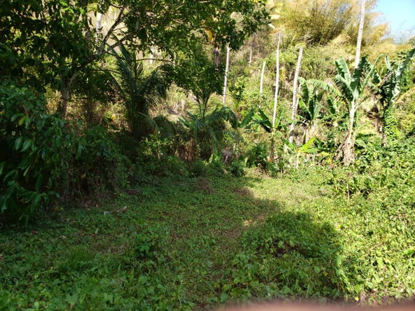Fourth image of ab & c The Rhine, Bath in Bath, St. Thomas, Jamaica - property is For Sale