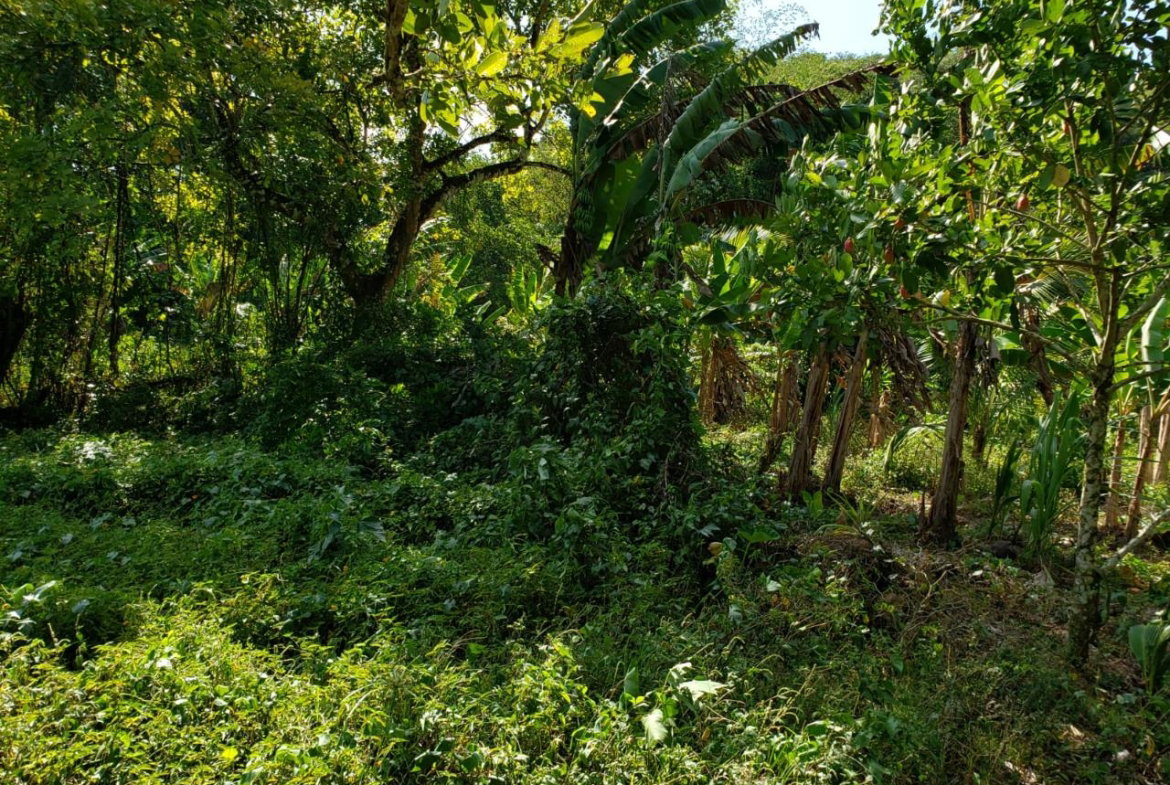 Fifth image of ab & c The Rhine, Bath in Bath, St. Thomas, Jamaica - property is For Sale