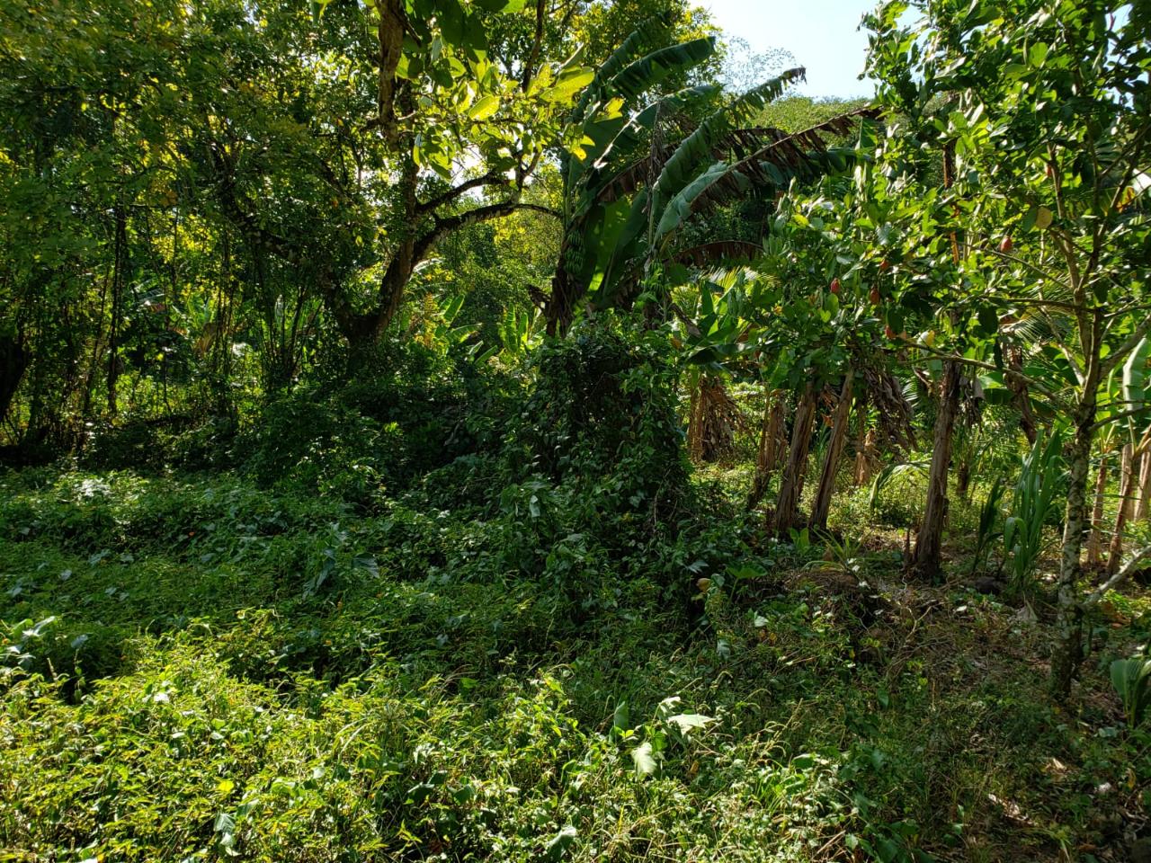 Fifth image of ab & c The Rhine, Bath in Bath, St. Thomas, Jamaica - property is For Sale