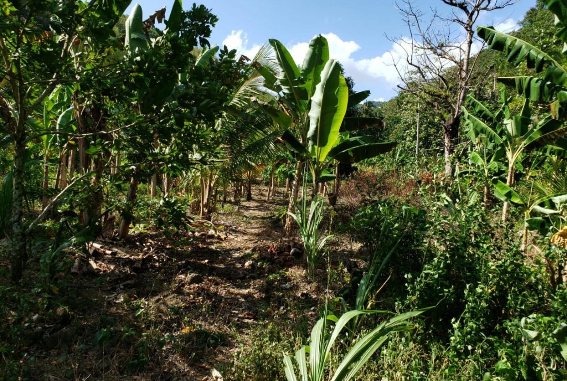 Sixth image of ab & c The Rhine, Bath in Bath, St. Thomas, Jamaica - property is For Sale