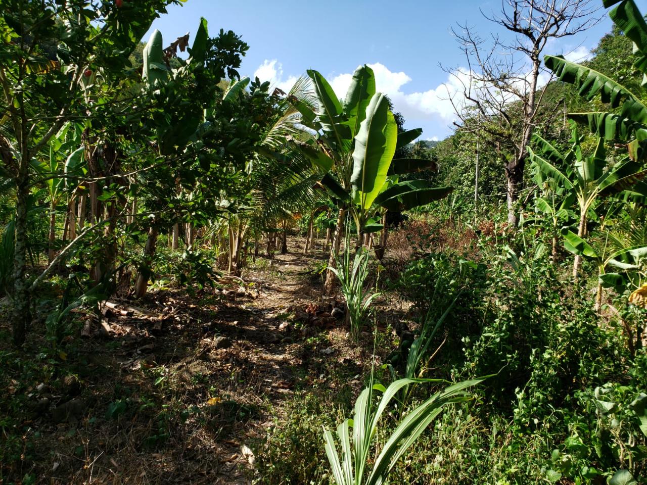 Sixth image of ab & c The Rhine, Bath in Bath, St. Thomas, Jamaica - property is For Sale