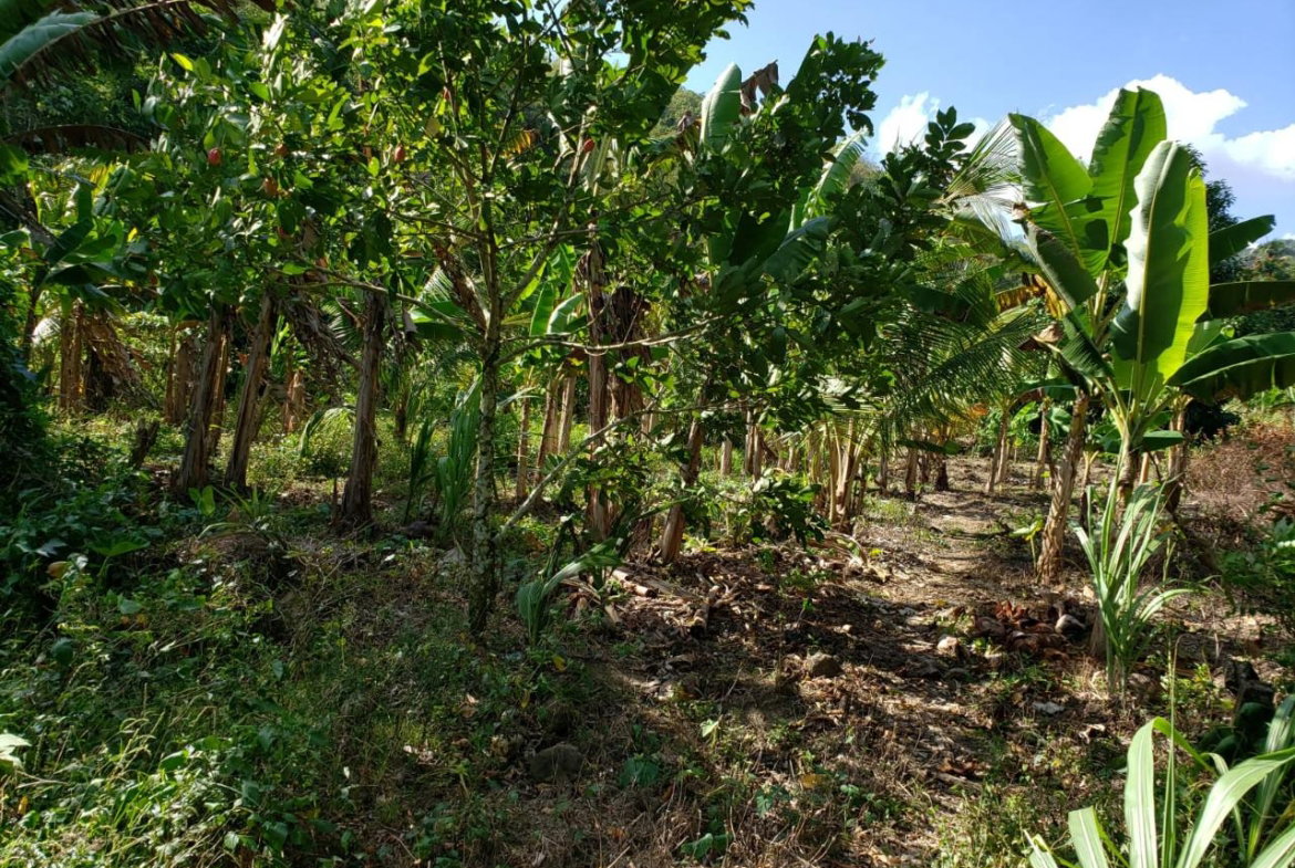 Seventh image of ab & c The Rhine, Bath in Bath, St. Thomas, Jamaica - property is For Sale