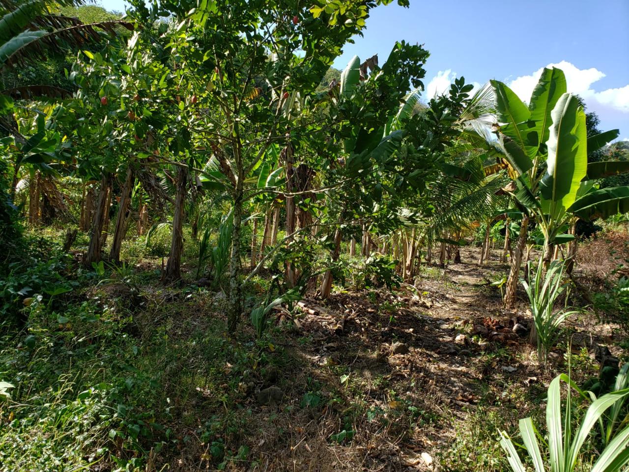 Seventh image of ab & c The Rhine, Bath in Bath, St. Thomas, Jamaica - property is For Sale