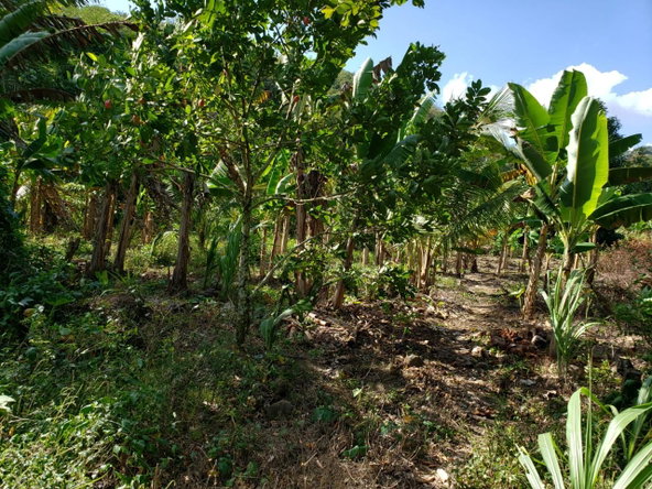 Seventh image of ab & c The Rhine, Bath in Bath, St. Thomas, Jamaica - property is For Sale