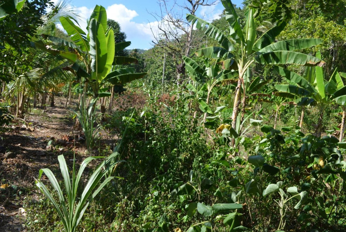 Eighth image of ab & c The Rhine, Bath in Bath, St. Thomas, Jamaica - property is For Sale